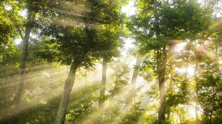 Bosque iluminado por los rayos del sol, símbolo de un nuevo comienzo y la esencia natural de Musgo de Roble.