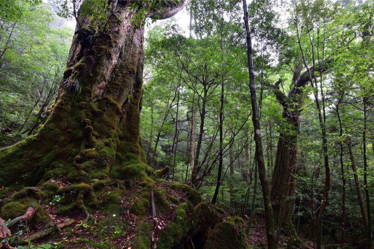 Bosque de árboles maduros iluminado por la luz natural, representando la historia, la experiencia y las raíces de Musgo de Roble.