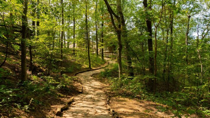 Sendero natural que atraviesa un bosque verde, símbolo de la evolución y del nuevo camino de Musgo de Roble.